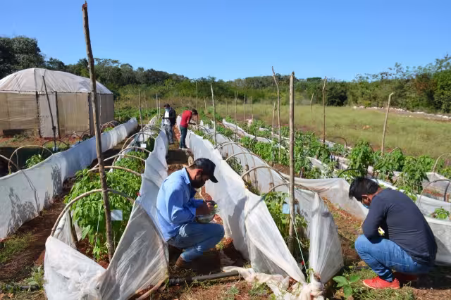 Ayer se inició con la cosecha y el pesaje del producto final