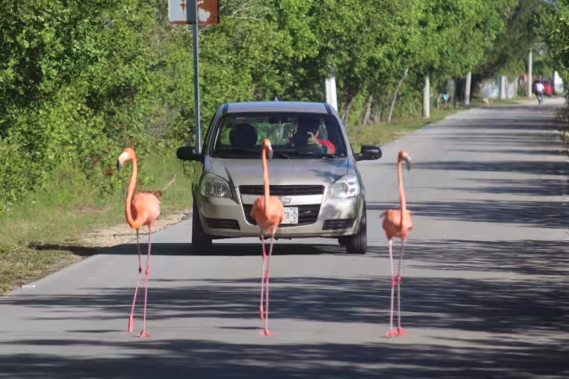 Conductores han tomado precauciones para evitar atropellar a los flamencos