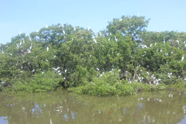 El Arrollo La Caleta de Ciudad del Carmen es hábitat de cientos de aves, cocodrilos y peces