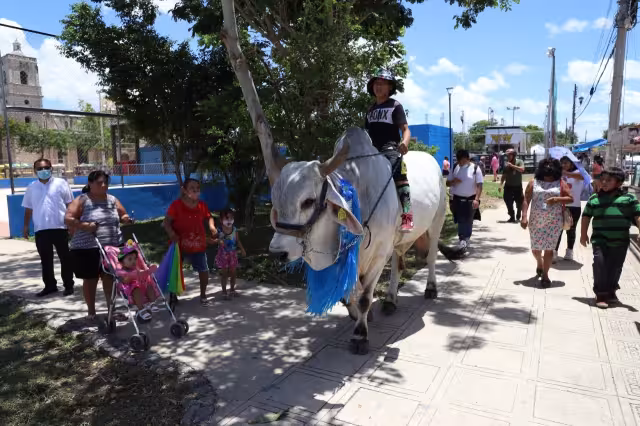 El enorme toro se llama Junior y tiene 8 años