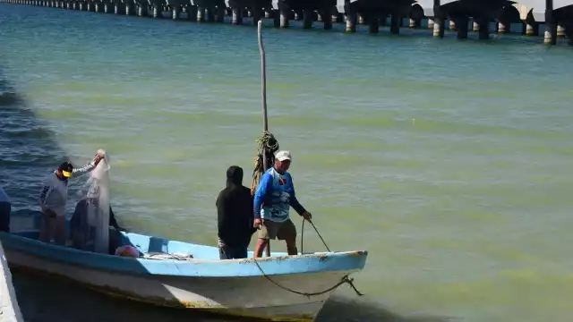 Pescadores progreseños reportan buena producción de cazón y tiburón