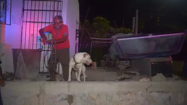 Patotas, un perro pitbull, mordió al agresor de su dueño para rescatarlo tras ser apuñalado en su vivienda