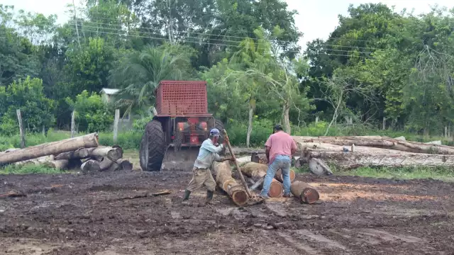 El ejido de Caobas tiene un permiso de aprovechamiento forestal del año 2015 al 2030, lo que les permite trabajar de manera sustentable la explotación de maderas