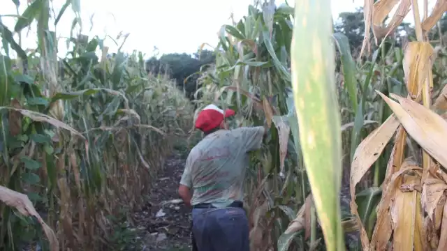 En 2021, fueron más de 2 mil campesinos que recibieron apoyo del Gobierno federal