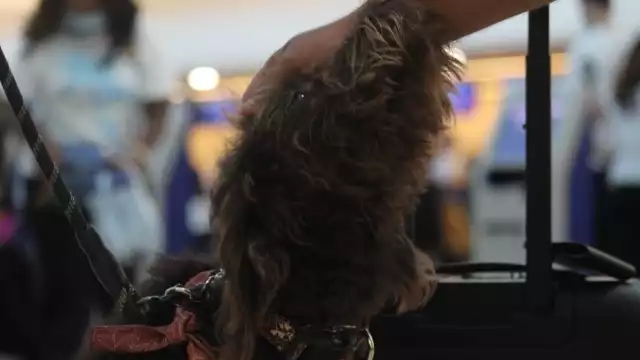 Max, que tiene una año de edad, es muy amigable