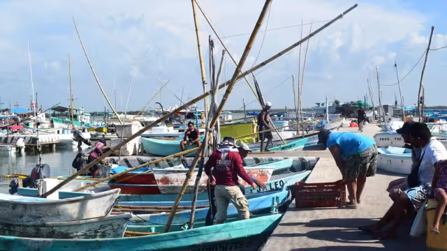 El precio por kilogramo del cefalópodo marcó un hito, pues nunca se había alcanzado en el Estado, según Canainpesca