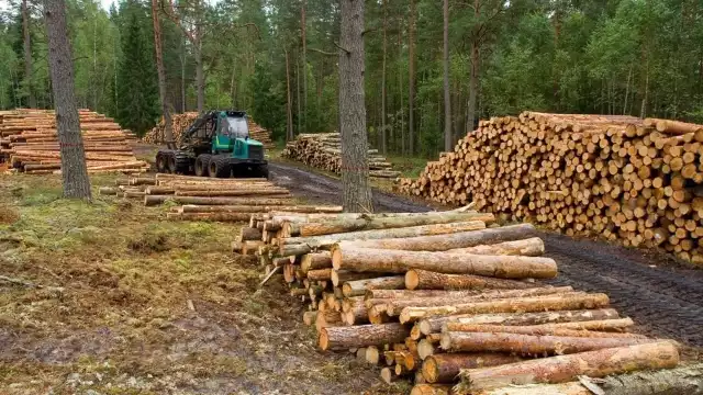 Entre el 2001 y el 2021 Campeche perdió 811 mil hectáreas de cobertura forestal