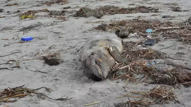 FOTO: Fernando Kantún