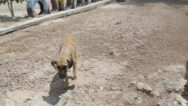 Los trabajadores del albergue son quienes s encargan de darle alimento a los animales