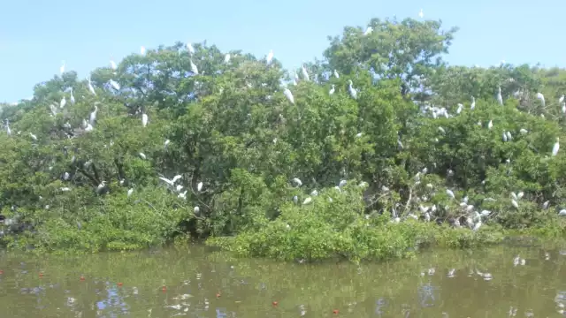El Arrollo La Caleta de Ciudad del Carmen es hábitat de cientos de aves, cocodrilos y peces