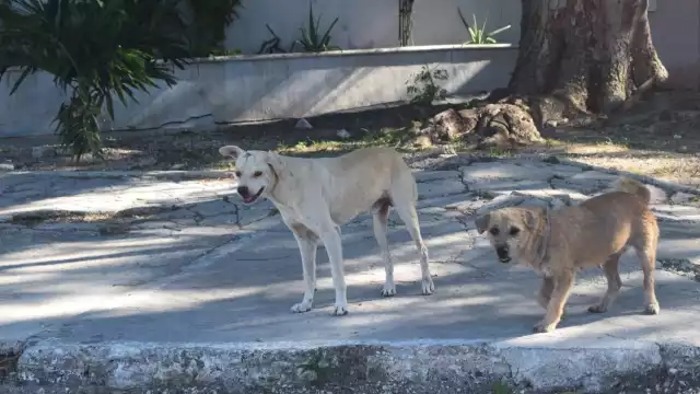 Desde 2021 se han abierto 142 expedientes por maltrato animal