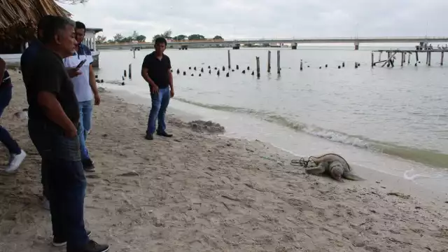 La tortuga tenía una cuerda amarrada al cuerpo
