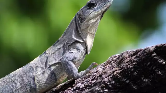 Su hábitat se caracteriza por climas calientes y húmedos