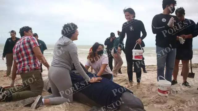 Decenas de personas y autoridades colaboraron para ayudar al Delfín en las playas de Progreso