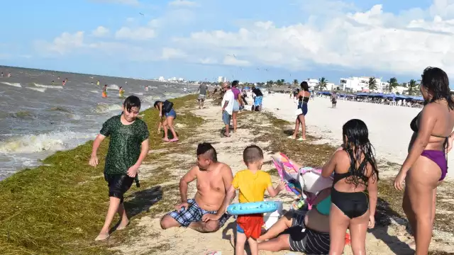 Hasta ayer no se había establecido algún operativo para recolectar las algas que llegan a la orilla de la playa, donde se retiraron las banderas rojas