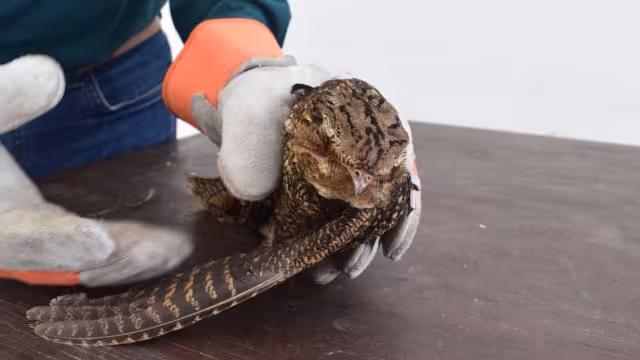 Es el segundo ejemplar de ave que rescata la Policía Ecológica de Progreso en tres días