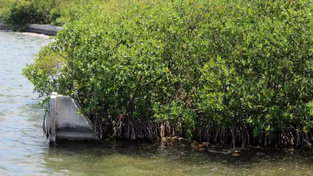 La disminución del ecosistema en casi cuatro décadas equivale, aproximadamente, a un tercio de la superficie de Cancún