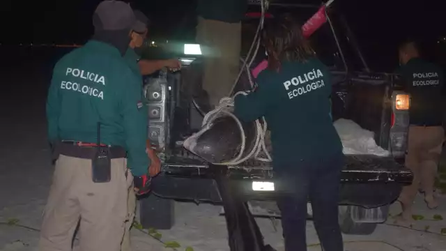 La Policía Ecológica recogió el ejemplar