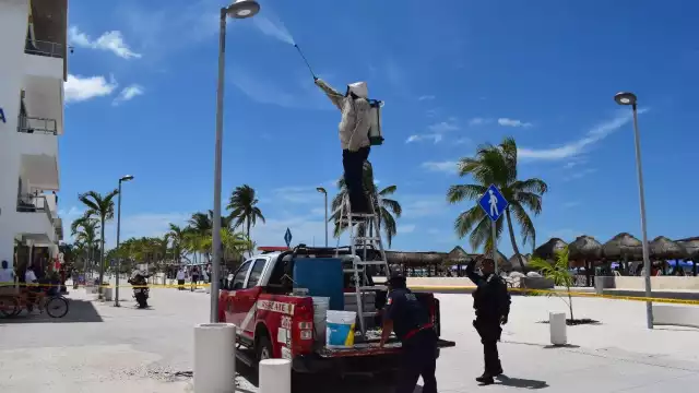 No se registraron personas atacadas por las abejas