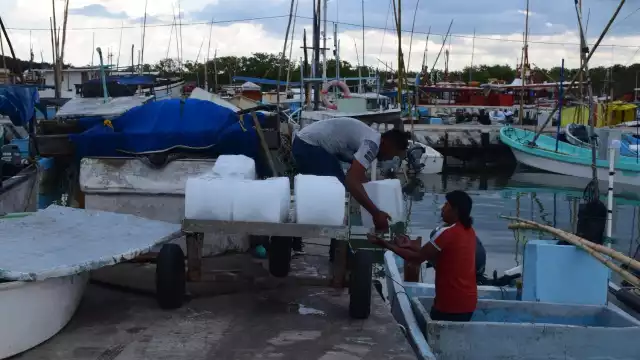 Pescadores de embarcaciones menores se preparan para salir hoy a capturar pulpo