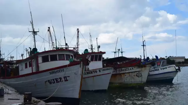 Pescadores y armadores arriesgan su capital y van por la segunda barcada de la fiebre del pulpo