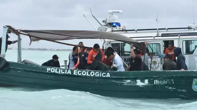 El delfín de casi tres metros y casi 200 kilos fue liberado luego de recalar en las playas de Progreso