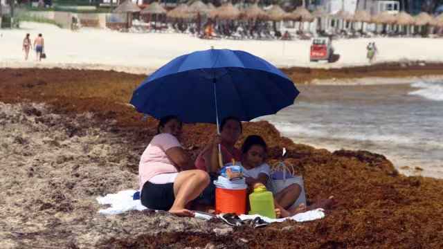 En total se han recopilado 17 mil 345.12 toneladas de la planta marina que tiñe de marrón las costas quintanarroenses