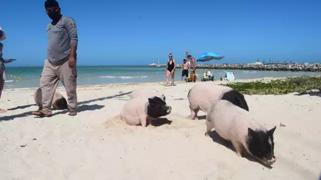Pig Beach en Progreso recibe a más de 500 personas en sábados y domingos, indicó la Policía Ecológica