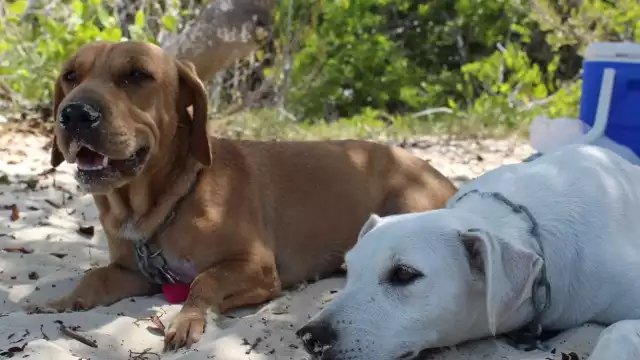 En Solidaridad existe la falta de cultura de recoger las heces de los animales