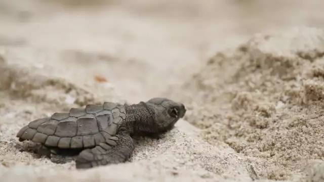 Solo una de mil tortugas regresan a la misma playa donde nacieron