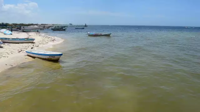 La marea roja se extiende por la costa de Progreso