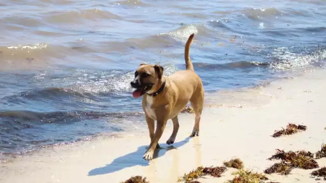 Junto a su compañera Mocca, una salchicha de 15 años, corrieron por primera vez en una playa