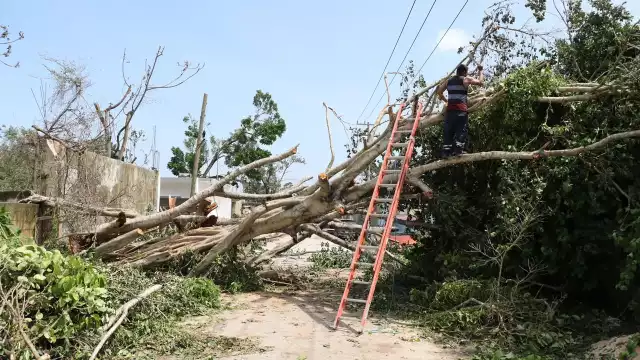 Es posible que no haya programa de deforestación. Foto: Jorge Delgado