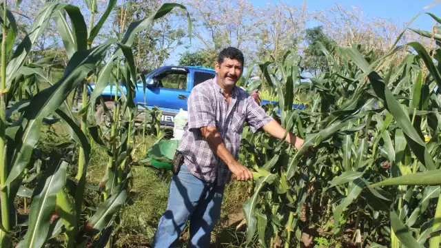 Productores de caña optan por sembrar maíz elotero