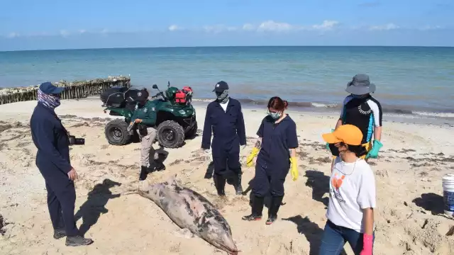 Un delfín recaló en la costa de Chelem el fin de semana