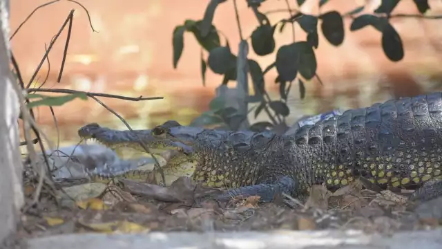 El último avistamiento de cocodrilos fuera de su hábitat ocurrió en las inmediaciones de la colonia Vicente Guerrero hace tres días