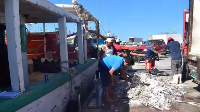 El refugio pesquero del puerto presentó un gran movimiento de trabajadores