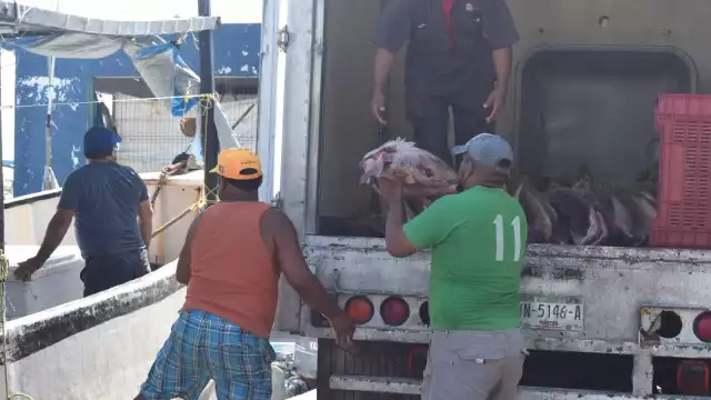 Permanecen sin trabajar cerca de 500 pescadores independientes
