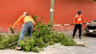 Onda Tropical 19 deja estragos en Campeche; árboles y cables caídos movilizan a Protección Civil