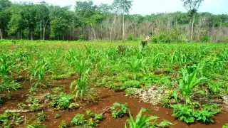 Aseguran los labriegos que el clima cambiante es consecuencia de las prácticas irresponsables como la tala del monte alto, quema de la selva y la contaminación