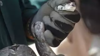 Suman 12 avistamientos de serpientes en zonas urbanas de Progreso por las fuertes lluvias