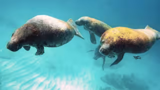 Impactos con embarcaciones, una de las principales amenazas para manatíes en Isla Mujeres