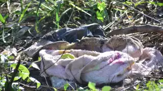 El cuerpo del bebé fue hallado en un parque