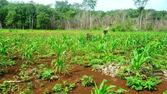 Aseguran los labriegos que el clima cambiante es consecuencia de las prácticas irresponsables como la tala del monte alto, quema de la selva y la contaminación Aseguran los labriegos que el clima cambiante es consecuencia de las prácticas irresponsables como la tala del monte alto, quema de la selva y la contaminación