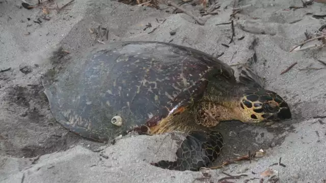 Se han realizado acciones para que la anidación de tortugas no se vea interrumpida; la más reciente fue la limpieza de las playas