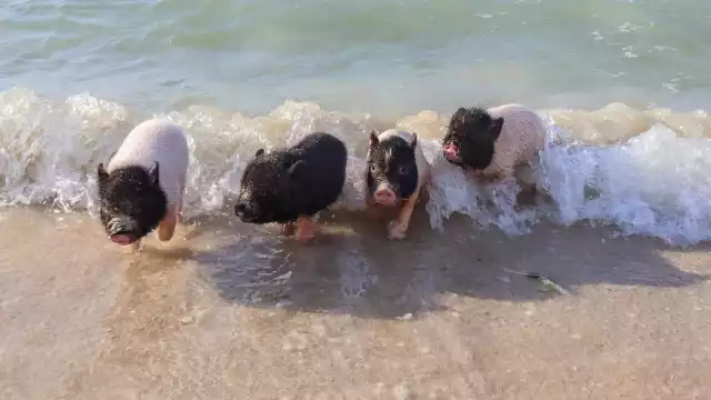 Los cerditos de Pig Beach fueron llevados a una granja en Paraíso