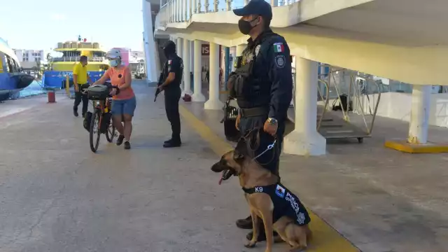 Los elementos que actualmente se encuentran operando en el área canina, son novatos y no hay ningún documento que los avale como manejadores
