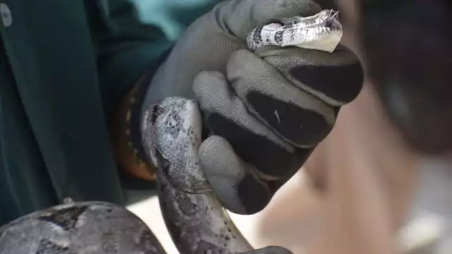 Registran el incremento del avistamiento de serpientes en la urbe, derivado de las recientes lluvias