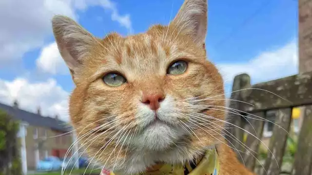 Rascal es el gato que se ha vuelto famoso por padecer asma felina