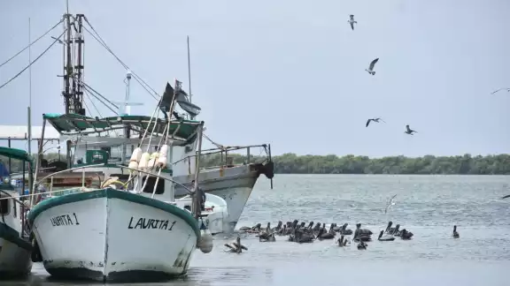 Se estima que cerca del 20 por ciento de los laboradores del sector son menores Se estima que cerca del 20 por ciento de los laboradores del sector son menores